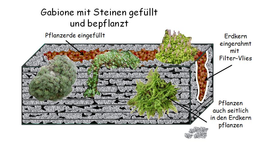 Befüllung und Bepflanzung von Gabionen, Schnitt-Darstellung