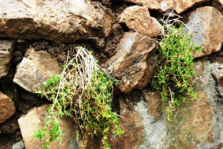 Pflanzen einbringen und Erdkern hinter die Trockenmauer einfügen