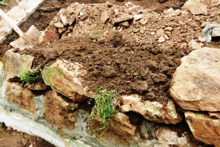 Pflanzen beim Aufbau einfügen