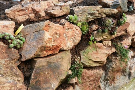 Trockenmauer fast fertig