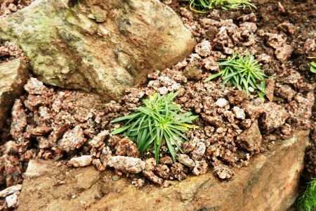 einschottern von alpinen Pflanzen