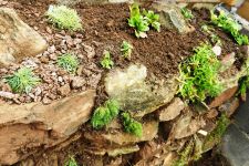 Details der Pflanzung