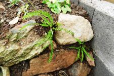 Details der Pflanzung