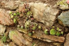 Details der Pflanzung