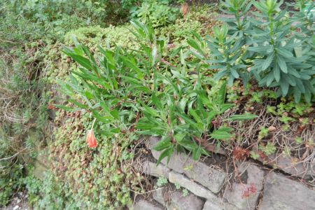 Plattenschichtung, Mauerkrone bepflanzbar