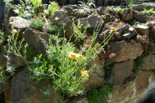 Mauer im Sommer des 1. Jahres