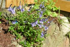 Mauer im Sommer des 1. Jahres