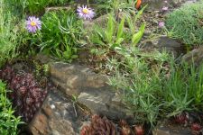 Mauer 4. Jahr nach Fertigstellung