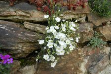 Mauer 4. Jahr nach Fertigstellung