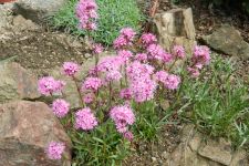 Mauer 4. Jahr nach Fertigstellung