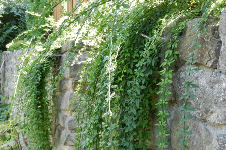 Steinmauer gemauert, Mauerkrone mit Winterjasmin bepflanzbar