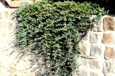 Granitmauer gemauert, Mauerkrone mit Juniperus bepflanzbar