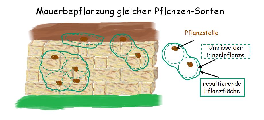 Mauerbepflanzung bei gleichen Sorten optisch vergrößern