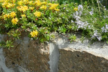 Granitmauer gemauert, Mauerkrone bepflanzbar
