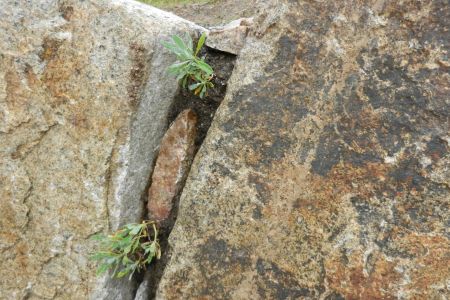 Spalte bepflanzt mit Alyssum