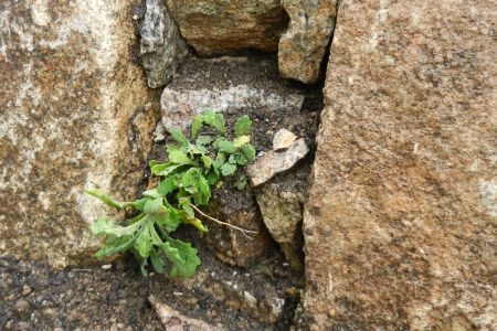 Spalte bepflanzt mit Aubrieta