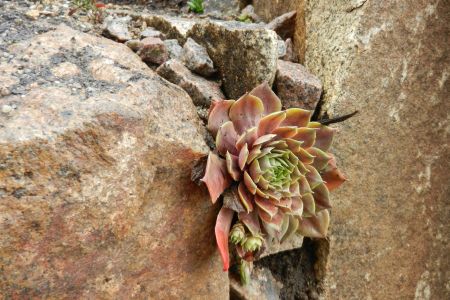 Spalte bepflanzt mit Sempervivum