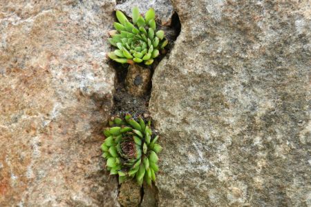 Spalte bepflanzt mit Sempervivum