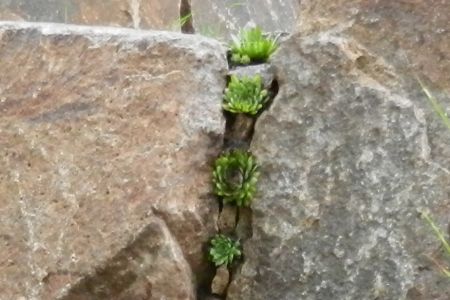 Spalte bepflanzt mit Sempervivum