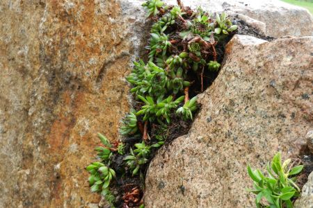 Spalte bepflanzt mit Sempervivum