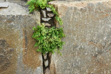 breite Spalte bepflanzt mit Juniperus
