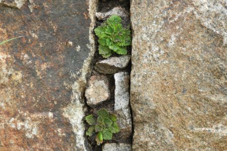 Spalte bepflanzt mit Ramonda