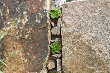 Spalte bepflanzt mit Ramonda