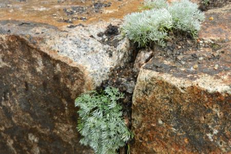 enge Spalte bepflanzt mit Artemisia