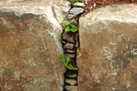 Spalte bepflanzt mit Campanula alliarifolia