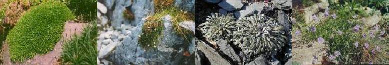 bepflanzte Mauerkrone1