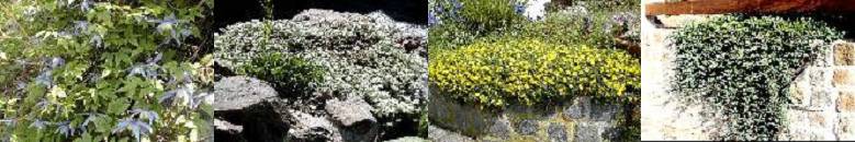 bepflanzte Mauerkrone2